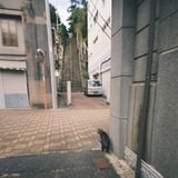 三崎の猫