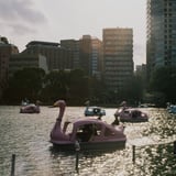 Swans