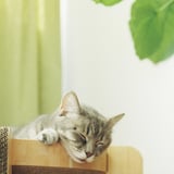 電池の切れたねこ