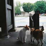 猫会議なう