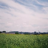 向日葵と田園風景