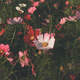 夕暮れ、秋桜