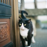 すりすり