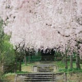 桜坂