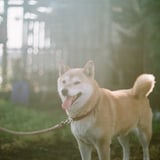 お散歩いく