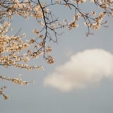 桜のダンス