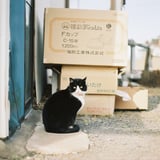お猫様