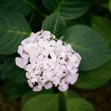 旬の花