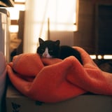 夜に備える