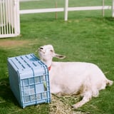 やぎのやっくん