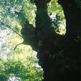 大樹