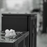 野生の雪だるま