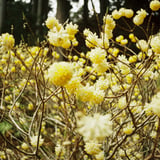 ミツマタの森