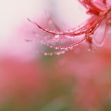彼岸花