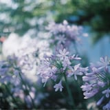 Canonet テストショット②