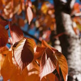 12月の紅葉