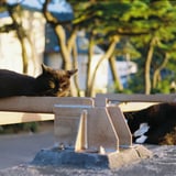 地域猫にご挨拶