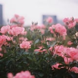 Canonet テストショット③
