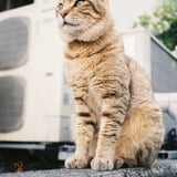 キリッ