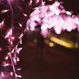 ひかりの桜
