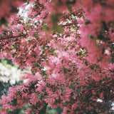 ｢私から愛したい｣という花言葉