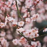 梅咲く季節