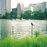 鳥コラボ