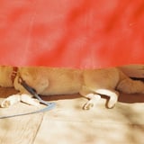 HAPPY SLEEP