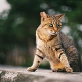 地域猫にご挨拶