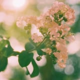 光に蕩ける