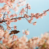 🌸🐦