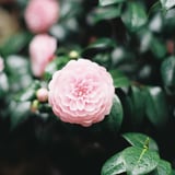 対称美