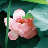 蓮ちらり