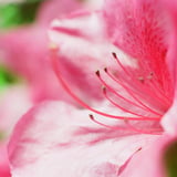 虫の視点