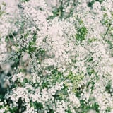 ユキヤナギ