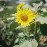 Canonet テストショット