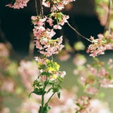 花交わる