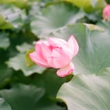 開花