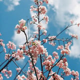 PINK×BLUE×WHITE