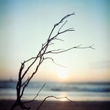 海辺と流木