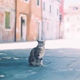 ヴェネツィアの島で出会ったネコ