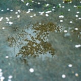花散らし