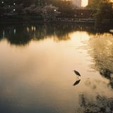 夕暮れ、水鳥