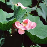 善光寺の蓮