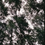 looking  up above Fujirock