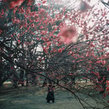 at Nogawa park