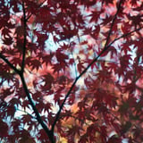 紅葉の天蓋