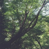 森の中