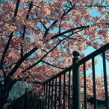 河津桜