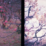 紅白